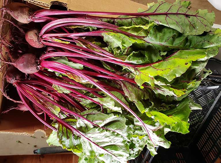 Simon Certified Organic Family Farm photo 19