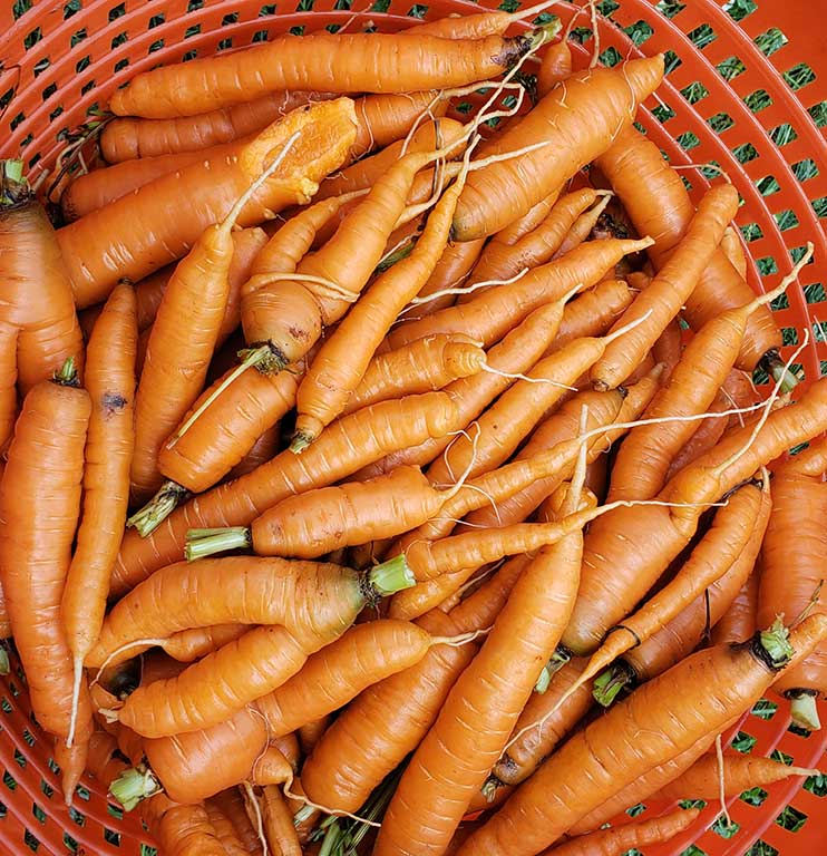 Simon Certified Organic Family Farm photo 18