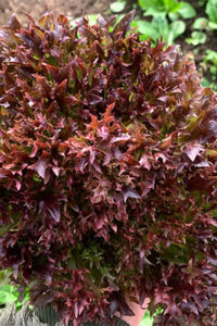 Organic Salanova® Red Incised Leaf Lettuce(Light and Dark)