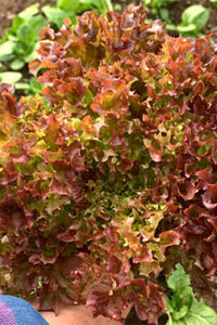 Organic Salanova® Red Incised Leaf Lettuce(Light and Dark)