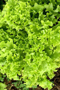 Organic Salanova® Green Incised Leaf Lettuce(Light and Dark)