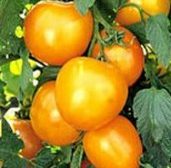 Organic Jubilee Tomato Plants
