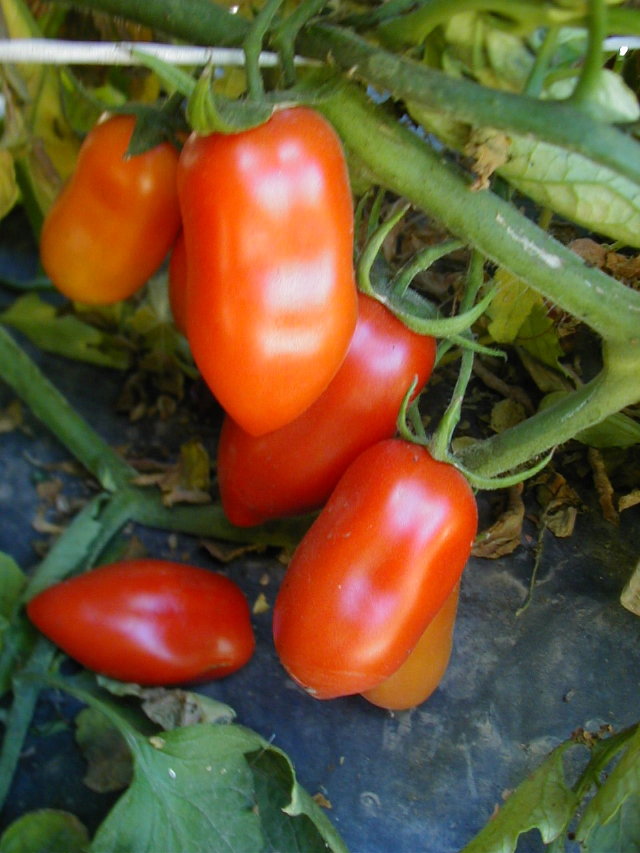 san marzano tomato plants for sale