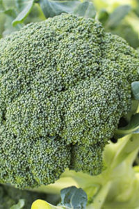 Organic Fiesta Broccoli Plant