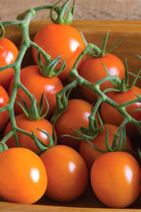 Organic Clementine Tomato Plant