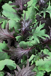 Organic Kale Mix Plant