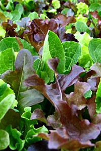 lettucemixplantsopt