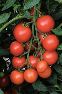 Organic Minibel Tomato Plant