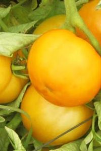 big yellow tomato