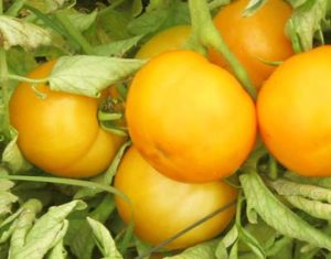 Organic Assorted Slicer Tomatoes