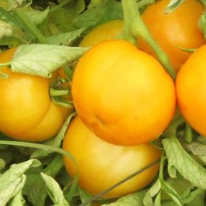 Organic Assorted Slicer Tomatoes