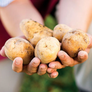 Organic kennebec Potatoes