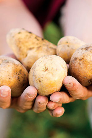 kennebec-potatoopt