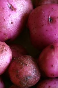 Organic Red Norland Potato