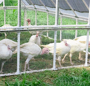 turkeylivecageview1opt turkeylivecageview1opt