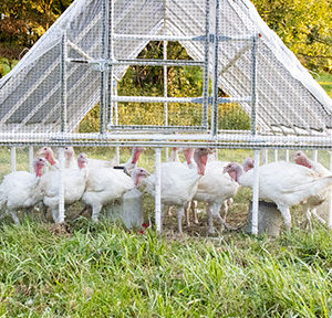 turkeylivepenviewopt turkeylivepenviewopt