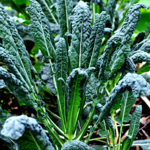 Organic Dinosaur Kale